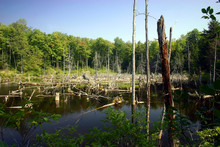 Dead Trees Within A Swamp