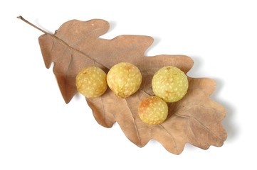 Wall Mural - cherry galls
