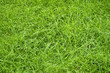 green summer grass