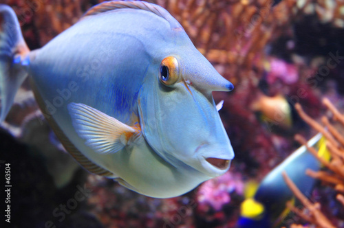 Naklejka na szybę marine fish