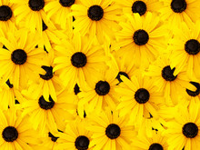 Yellow Daisy Background