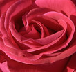 Leinwandbild Motiv pink rose