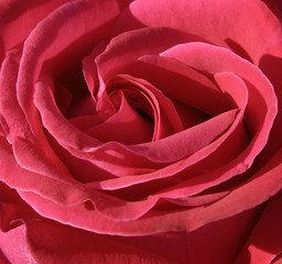Fotomurales - pink rose