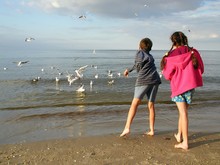 Children Feeding Gulls