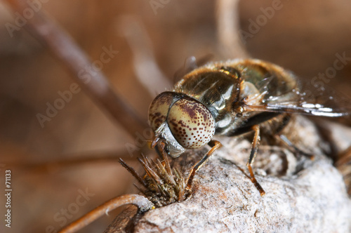 Tabano Haematopota Pluvialis Diptero Buy This Stock Photo And Explore Similar Images At Adobe Stock Adobe Stock