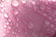 Pink Petal With Drops
