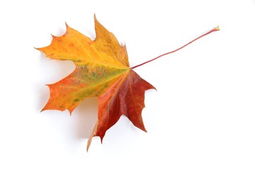 Wall Mural - leaf