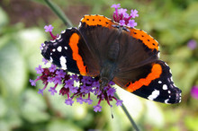 Red Admiral Butterfly 01
