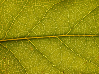 green leaf with structure