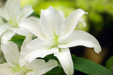 white lilly