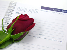 Red Rose  Calendar