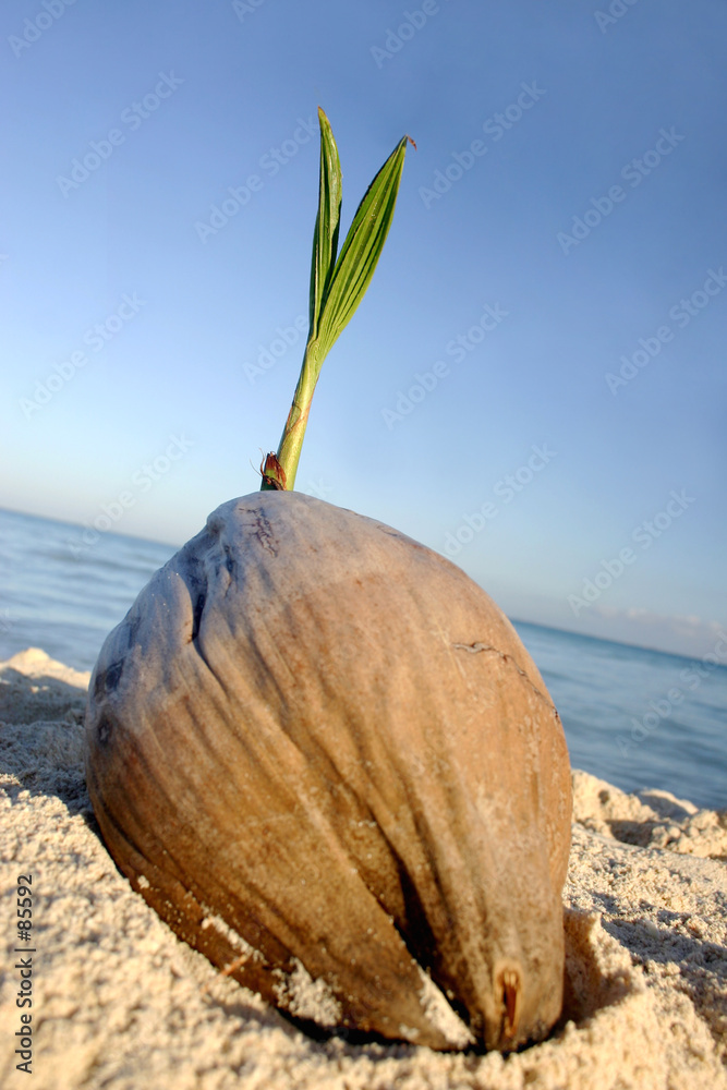semilla de coco