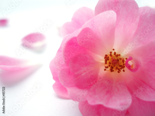 Naklejka na szybę pink rose