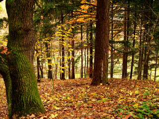 autumn forest