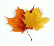 canvas print picture - autumn leaves
