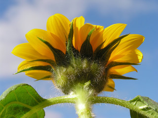 Wall Mural - sunflower