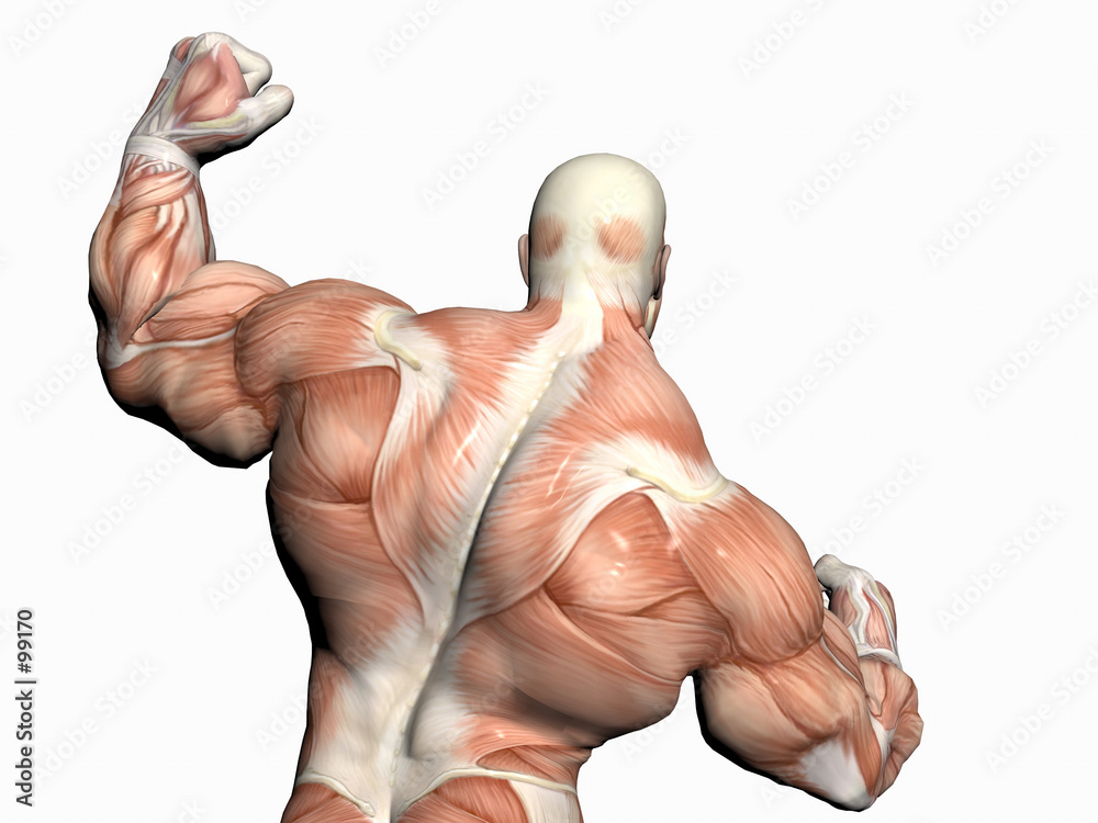 buff man anatomy drawing