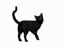 Black Halloween Cat.