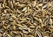 fennel seed background