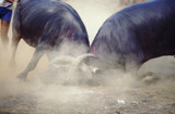 bull fight 10