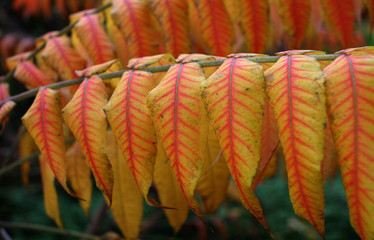 red and yellow autumn leaves