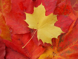 Wall Mural - autumn leaves