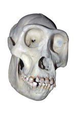 Chimpanzee Skull