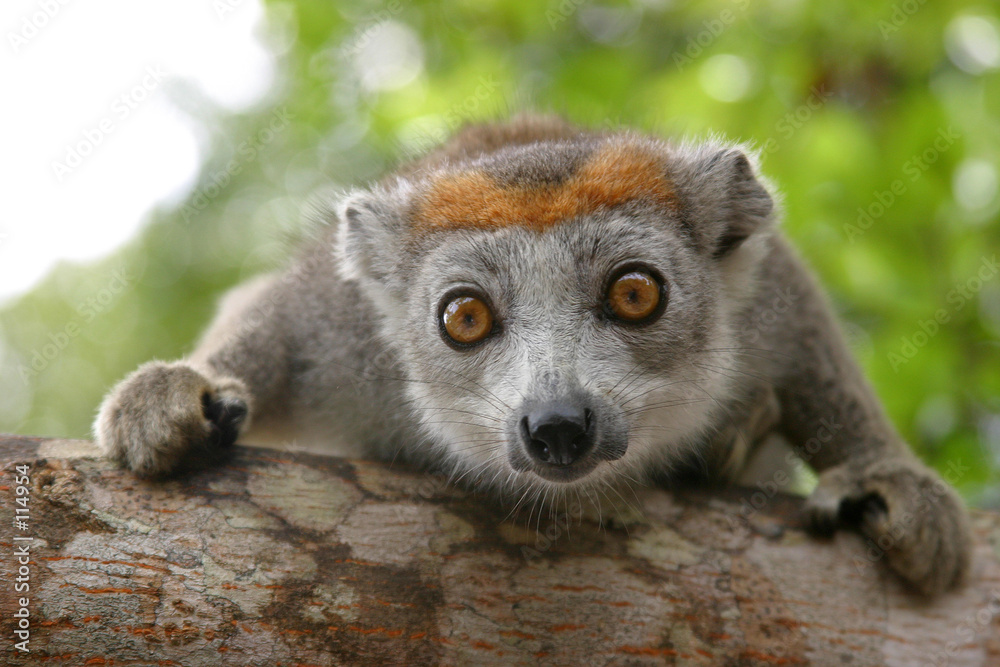 crowned lemur - obrazy, fototapety, plakaty 