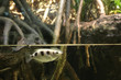fish in mangrove