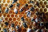 Fototapeta Zwierzęta - abeilles/cadre
