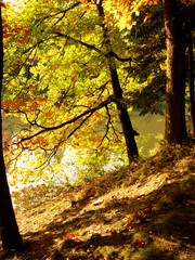 Wall Mural - autumn forest
