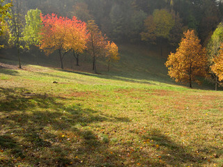 Wall Mural - autumn forest
