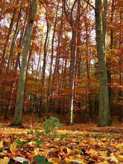 Wall Mural - autumn forest