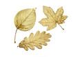 canvas print picture three golden leaves