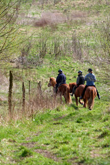 Wall Mural - danish horses 14