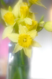 Fototapeta Tulipany - flowers  daddofil4