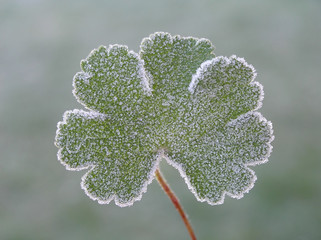 Sticker - green frosty leaf