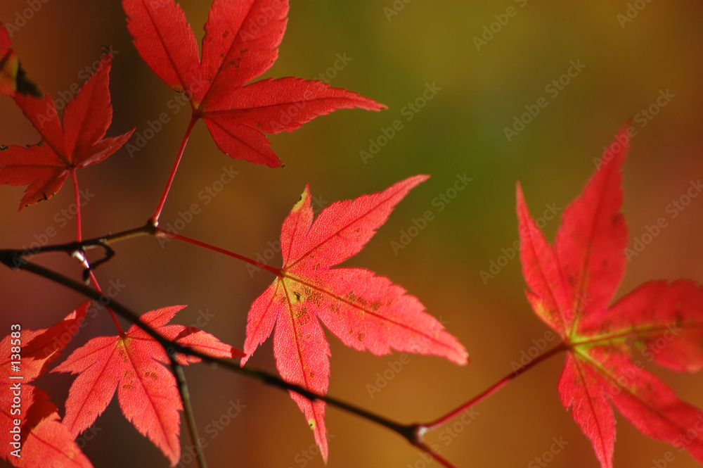 Foto-Plissee - japanese red maple leaves