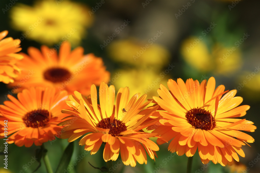 Foto-Plissee - orange flowers