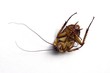Leinwandbild Motiv dead cockroach