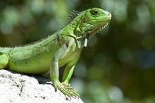 Male Green Iguana