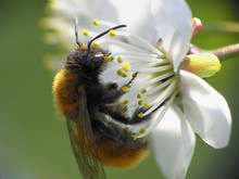 Bee O N Flower