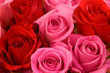 Pink And Red Roses, Bouquet