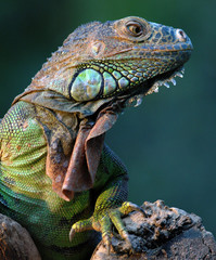 Obraz na płótnie smok iguana gadowi legwan zielony gekko