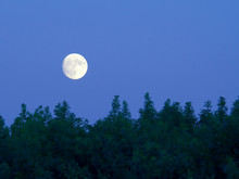 Bright Full Moon Over Trees At Dusk