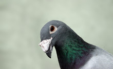 Curious Pigeon