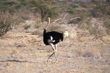 Ostrich Walking