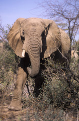 Wall Mural - elephant in bush