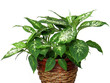 house plant diffenbachia