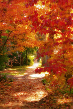 Autumn Walk